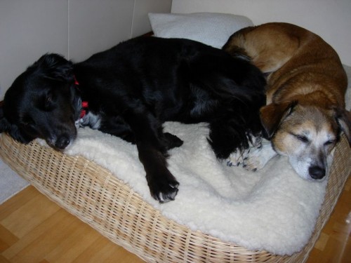 Gemeinsam kuscheln