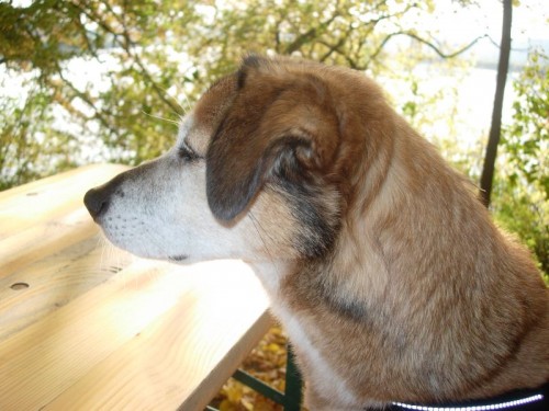 Das letzte Foto von unserem Giacomo im Alter von 16 Jahren! Wir werden Dich nie vergessen! Letztes Foto
