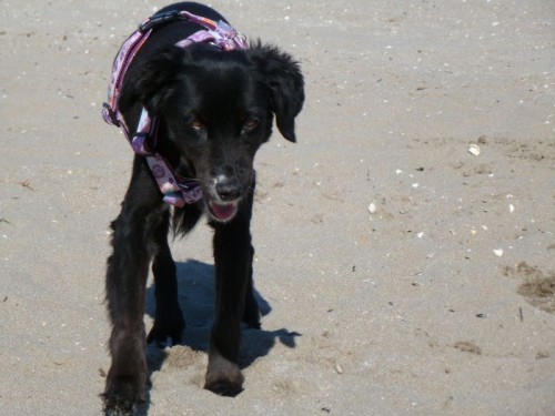 Fanny am Strand